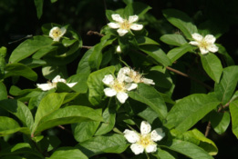 Mespilus germanicaMispel bestellen